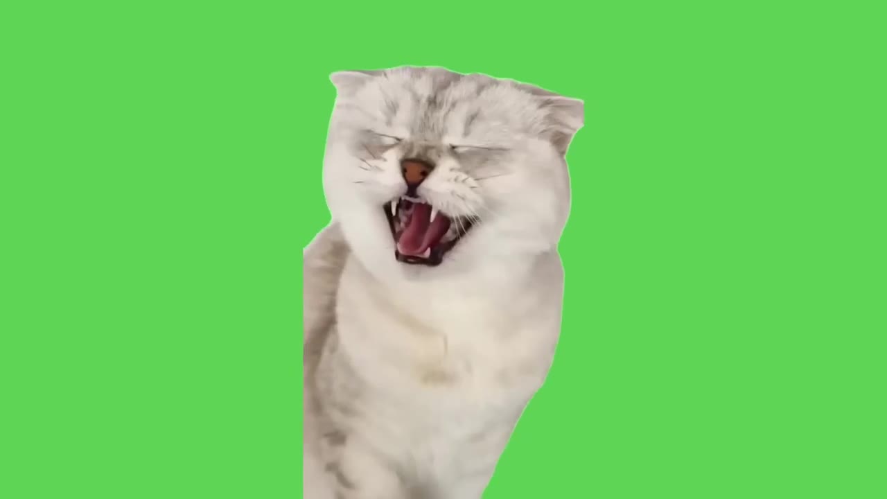Cat Yawning Dramatically