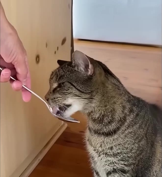 Cat Screams At Mystery Toy