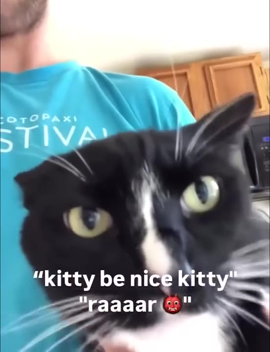 Cat Yawns While Being Teased