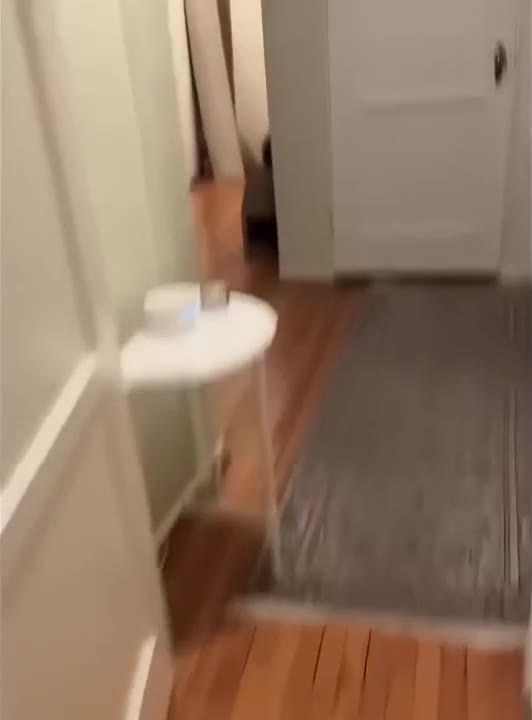 Cat Dashes Through Hallway