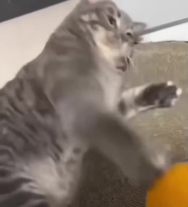 Cats Being Cats