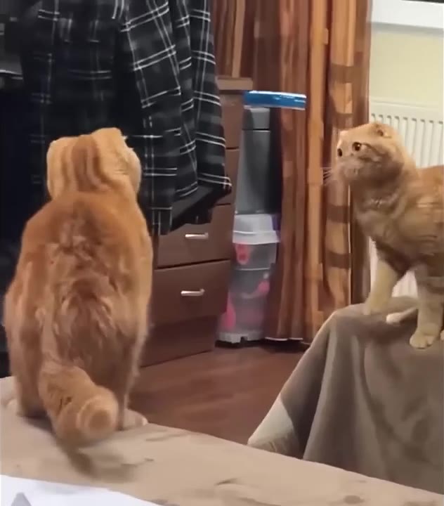 Cats Face Off Standing