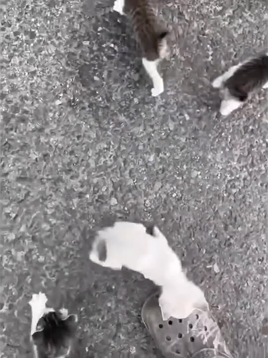 Cats Lounging On Pavement