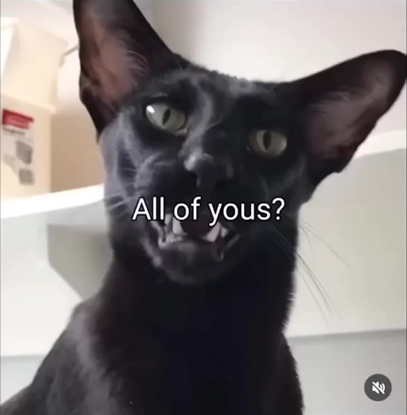 Cats Sarcastic Grin Response