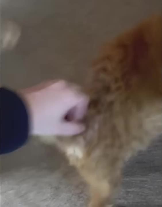 Cats Wide Eyed Shock
