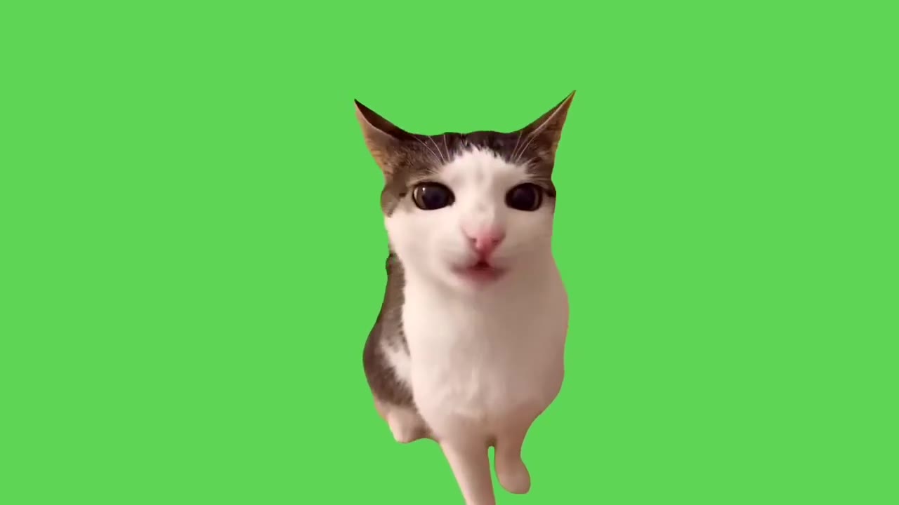 Cats Shocked Open Mouth