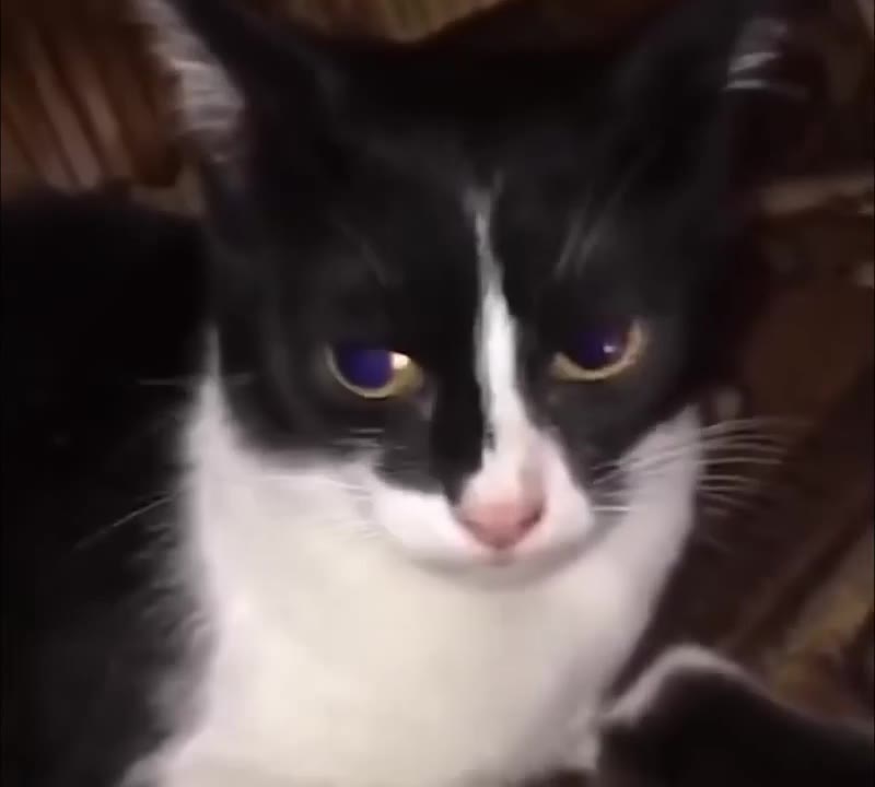 Cats Staring Intensely At Camera