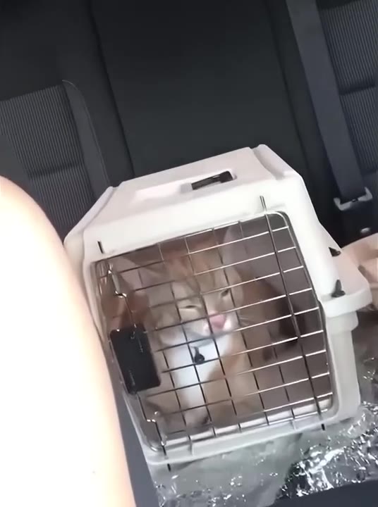 Cats Unimpressed Carrier Stare