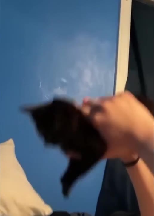 Cats Unimpressed Sky Judgment