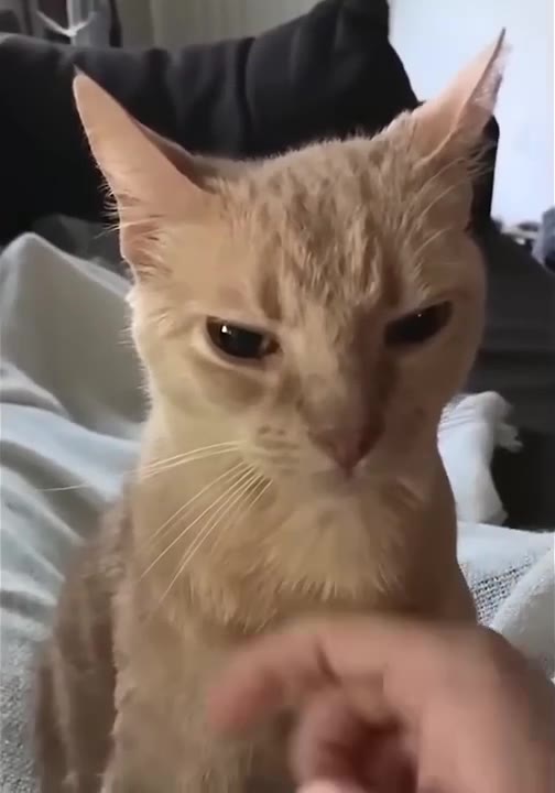 Cats Unimpressed Stare