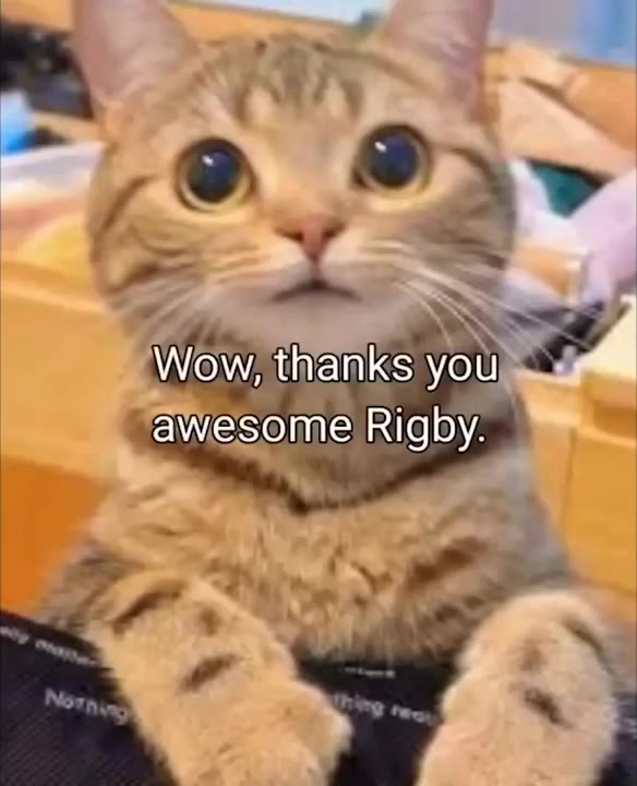 Cats Wide-Eyed Shocked Stare