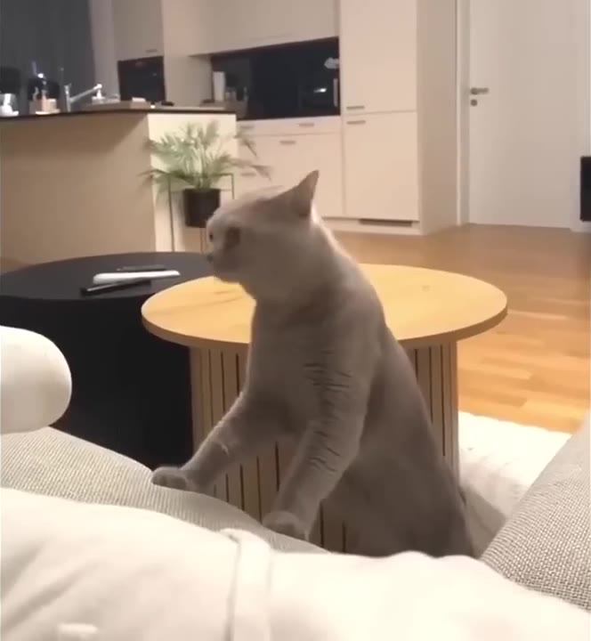 Caught Cat Stares Back