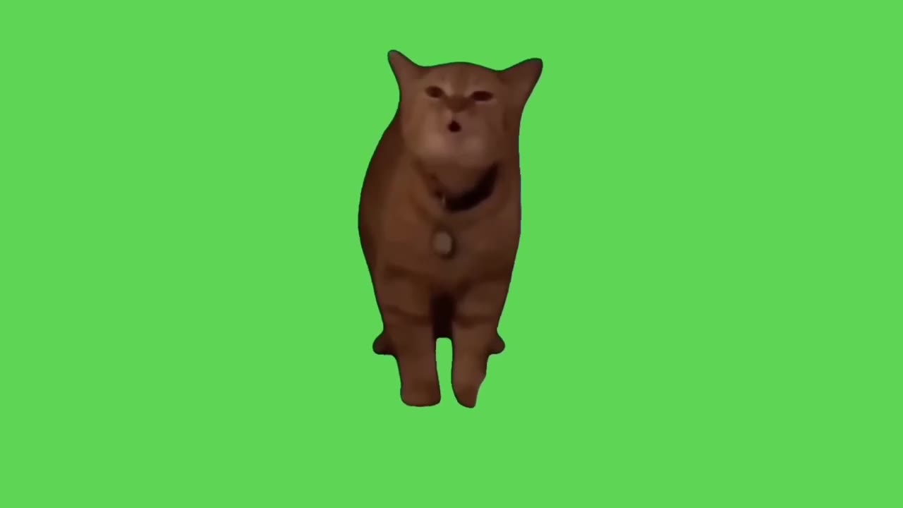 Chubby Cat Judging You