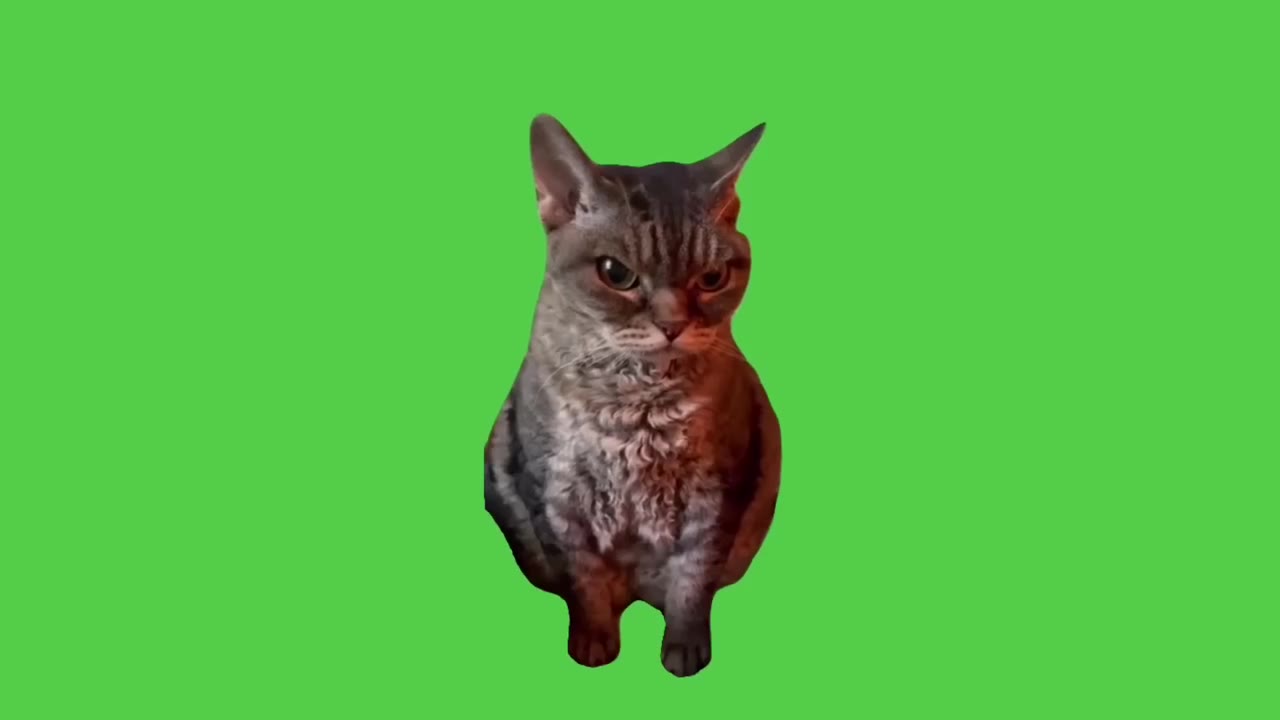 Chubby Cat Stands Proud