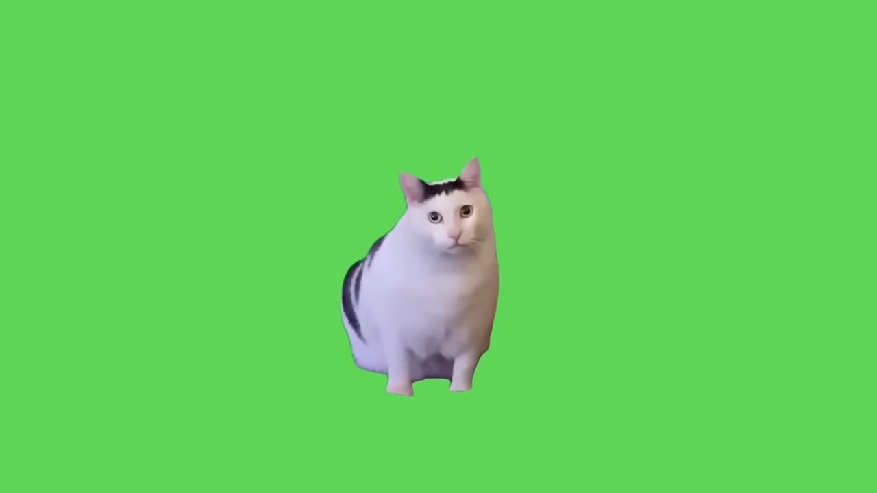 Chubby Cat Stands Wide