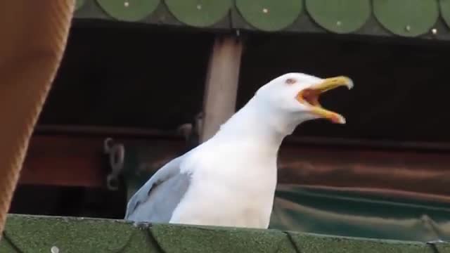 Crazy laughing seagull
