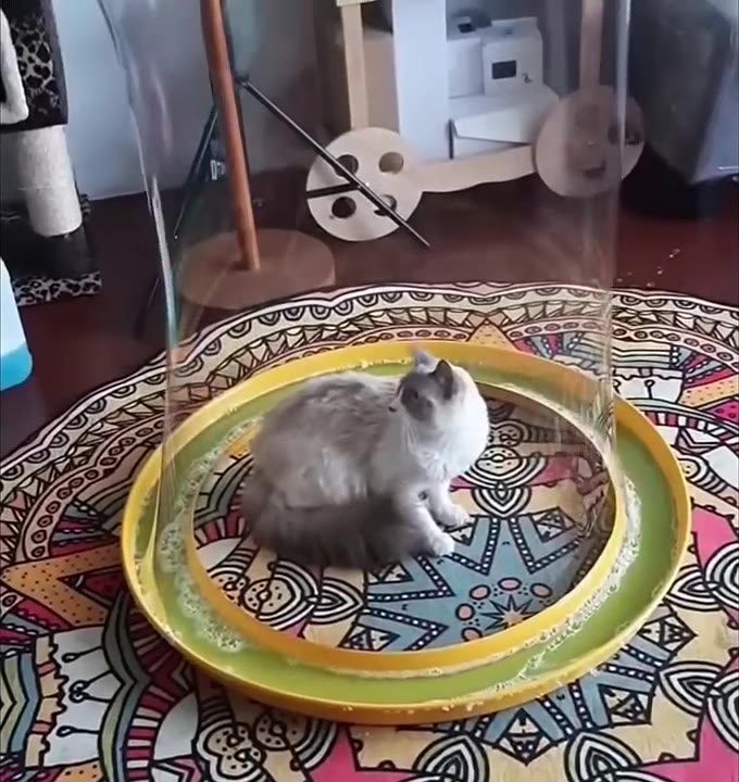Curious Cat In Round Cushion