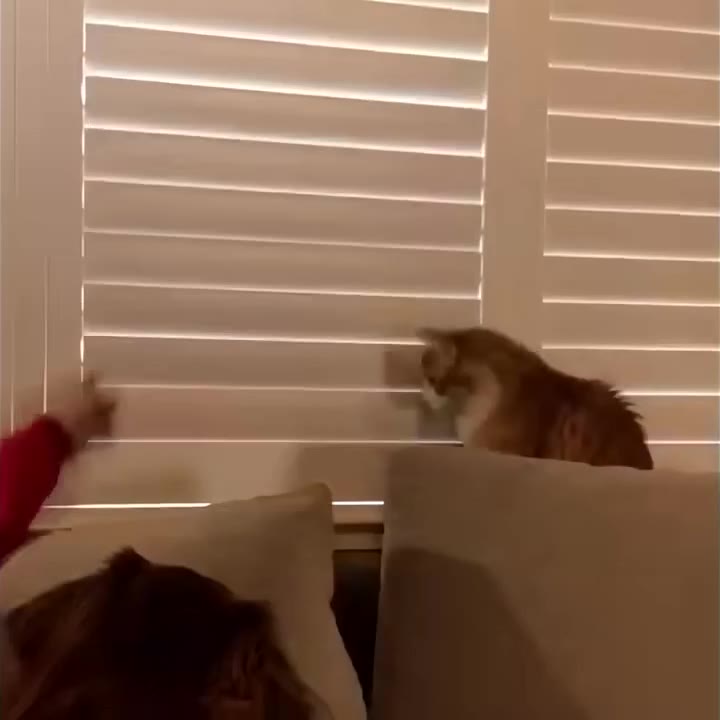 Curious Cat Peeks Over Couch