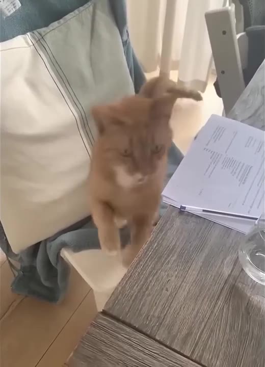 Curious Cat Sniffs Desk Papers