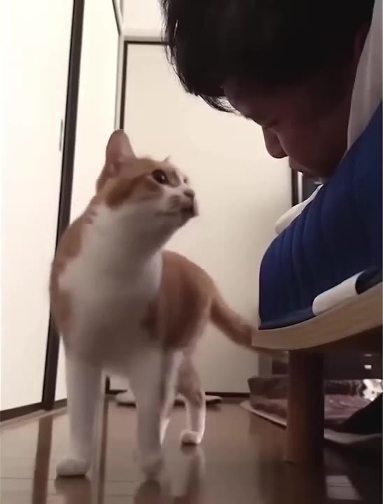 Cat Sniffs Persons Face