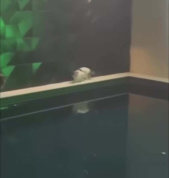 Curious Cats Discover The Pool