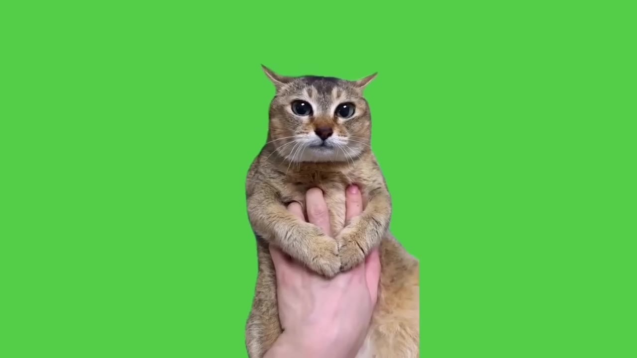 Determined Cat Wears Pink Sweater