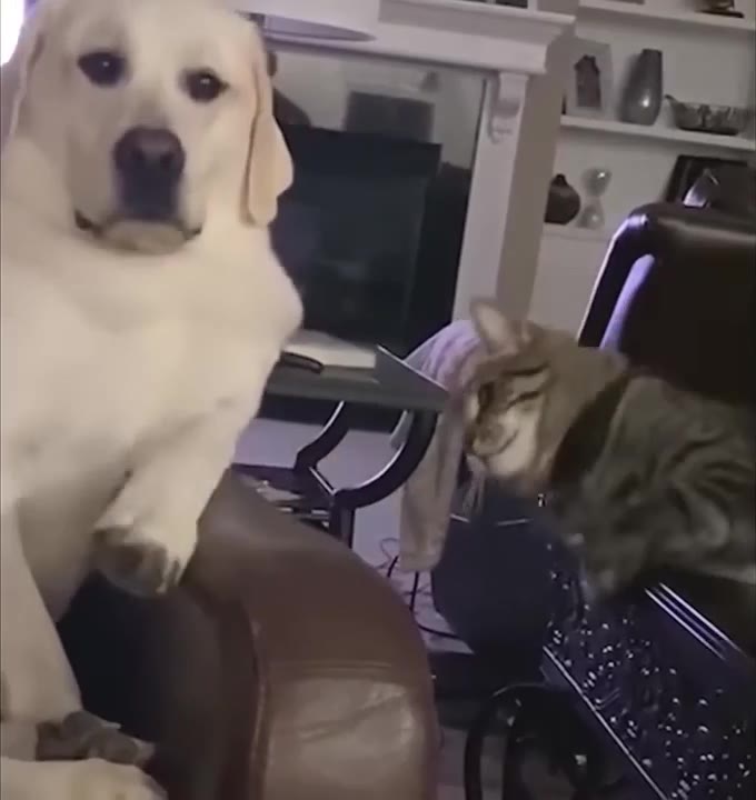 Dog And Cat Couch Moment