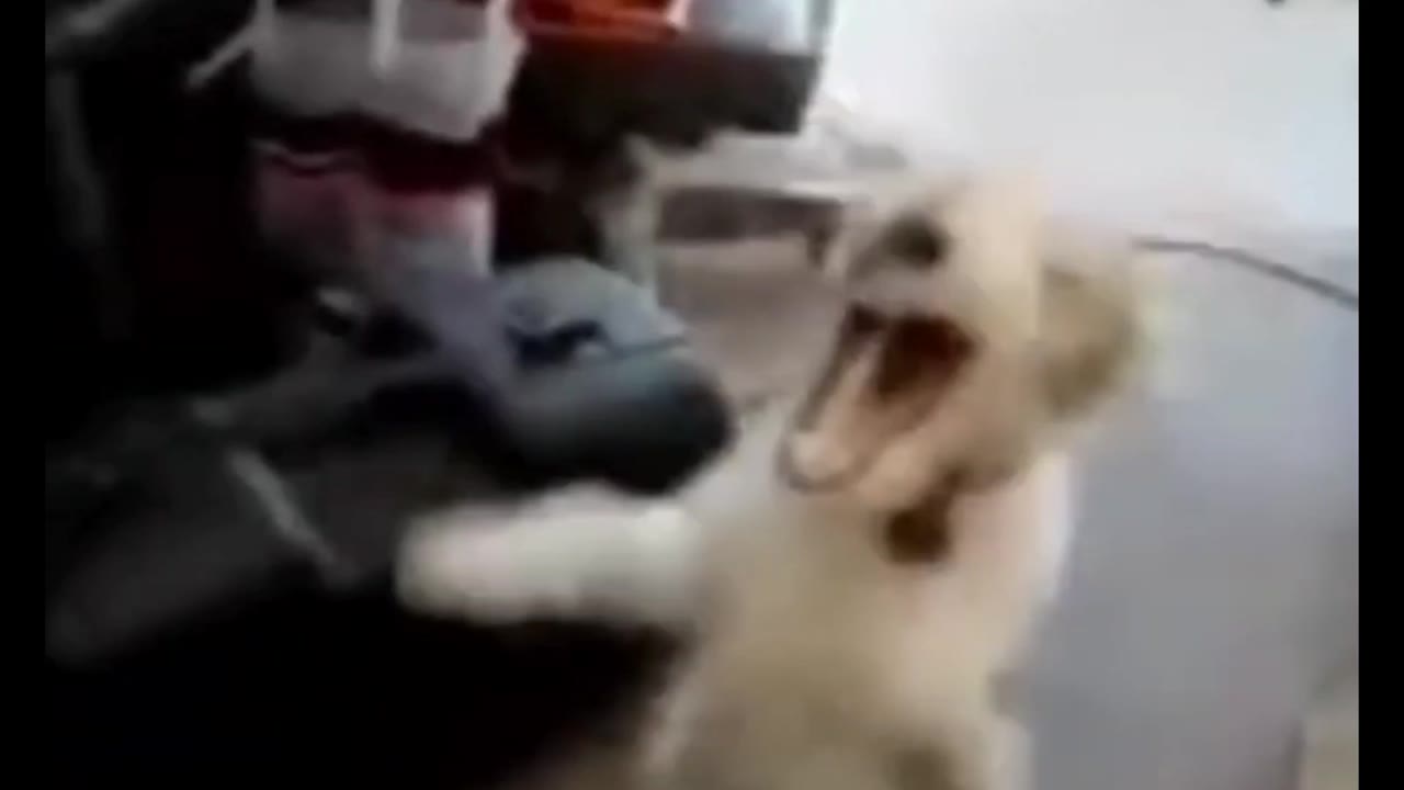 Dog Laughing Hard