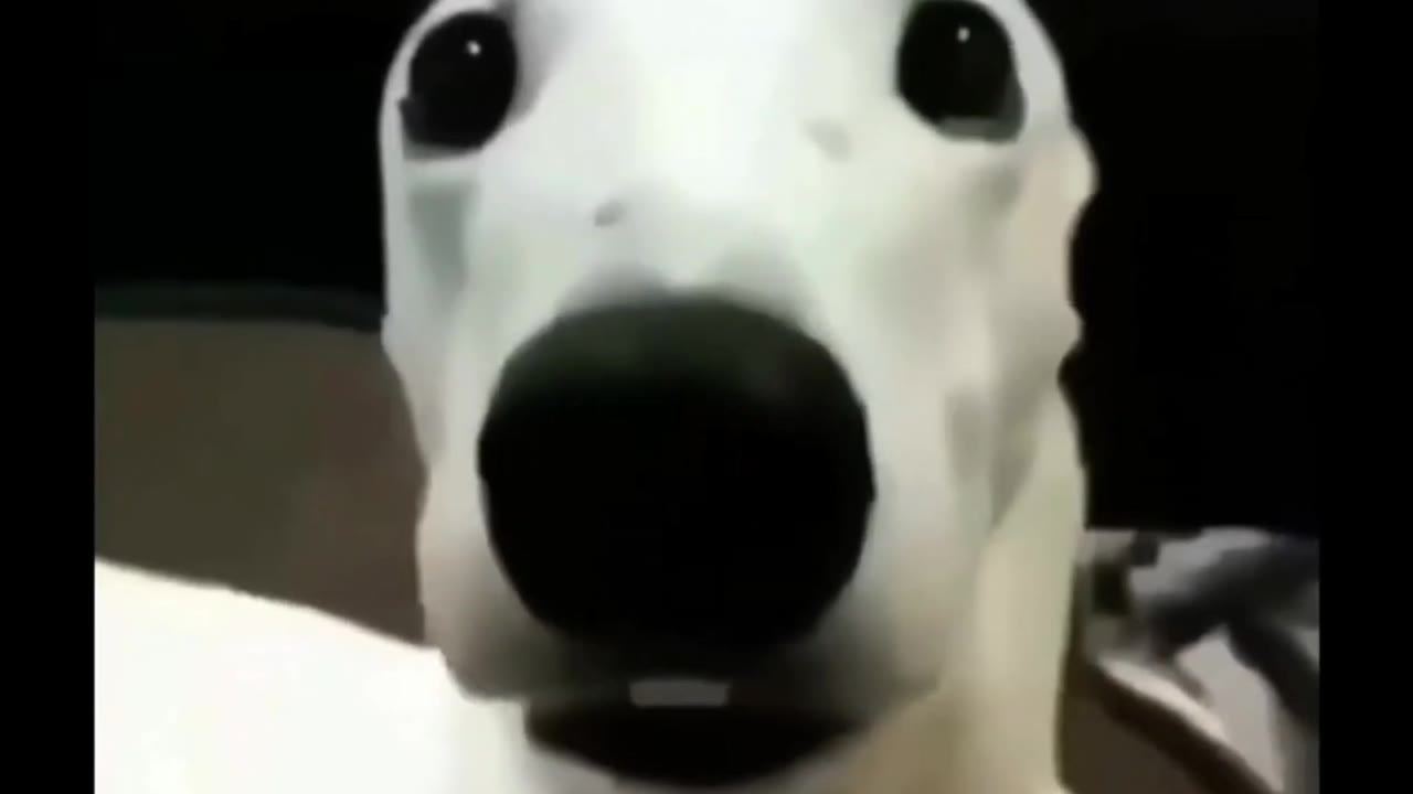 Dog Trembling From Fear