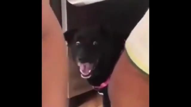 Dogs Huge Grin