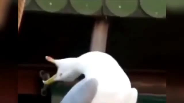 Duck Quacking