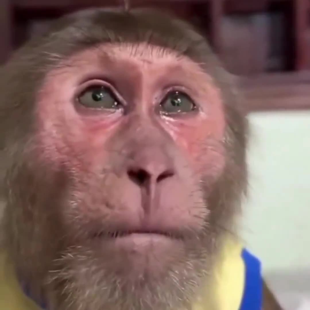 Emotional monkey