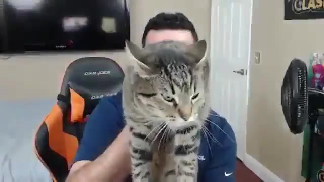 Evil Cat Attacks Camera