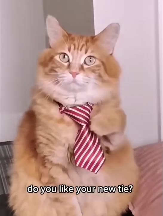 Fancy Cat In Striped Tie