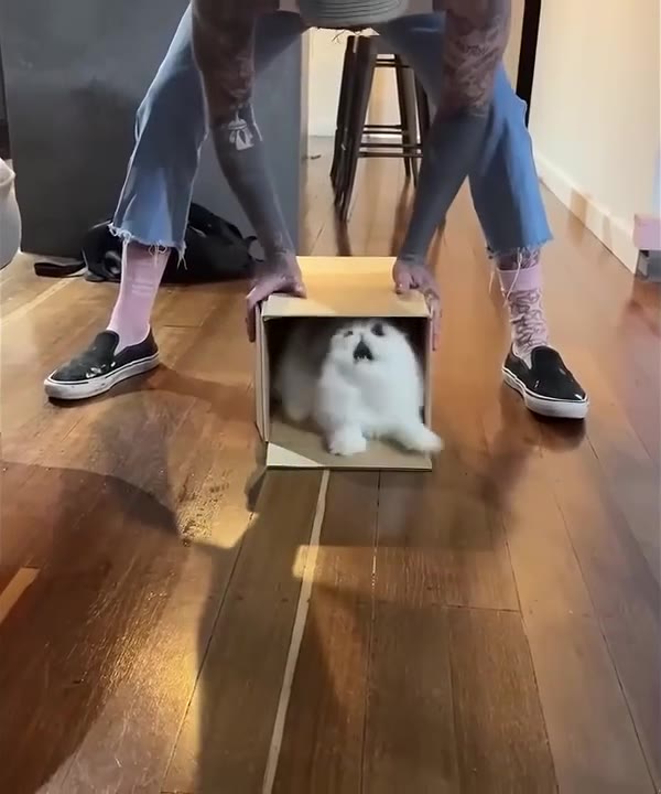 Fluffy Cat Chills In Cardboard Box