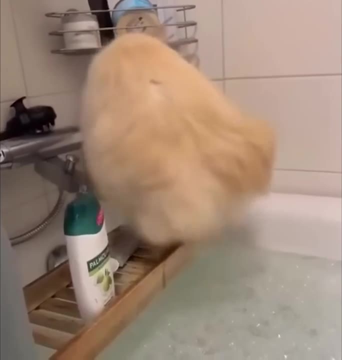 Fluffy Cat Explores Bathroom Counter