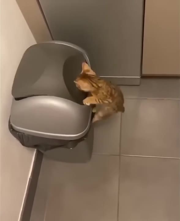 Ginger Cat Perches On Chair