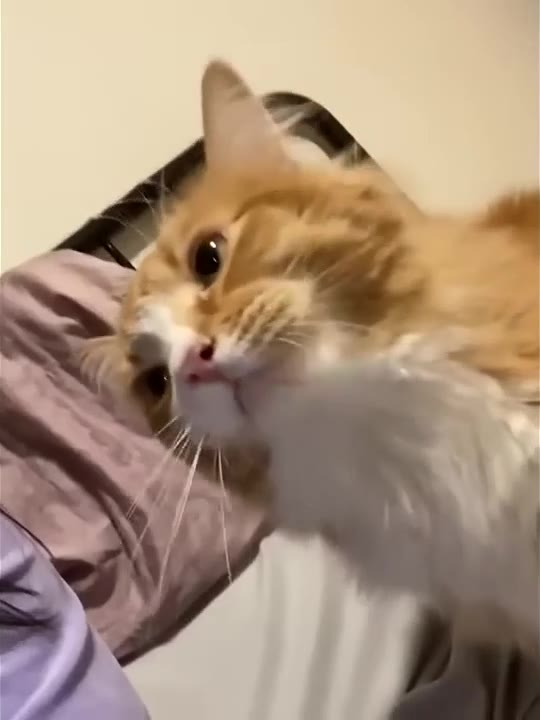 Ginger Cat Reacts To Petting