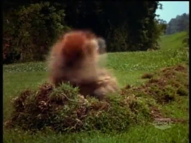 Gopher dancing