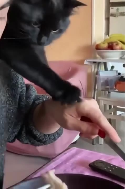 Cat Mesmerized By Finger Movement