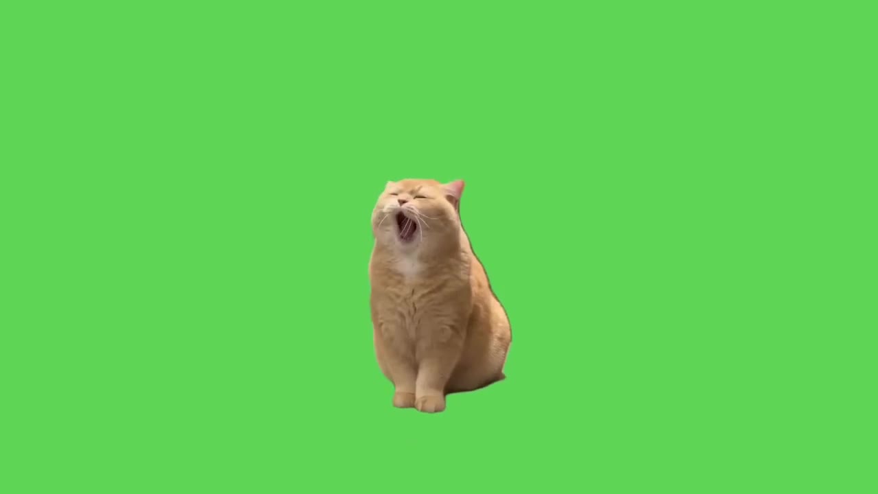 Grumpy Orange Cat Stares Judgingly