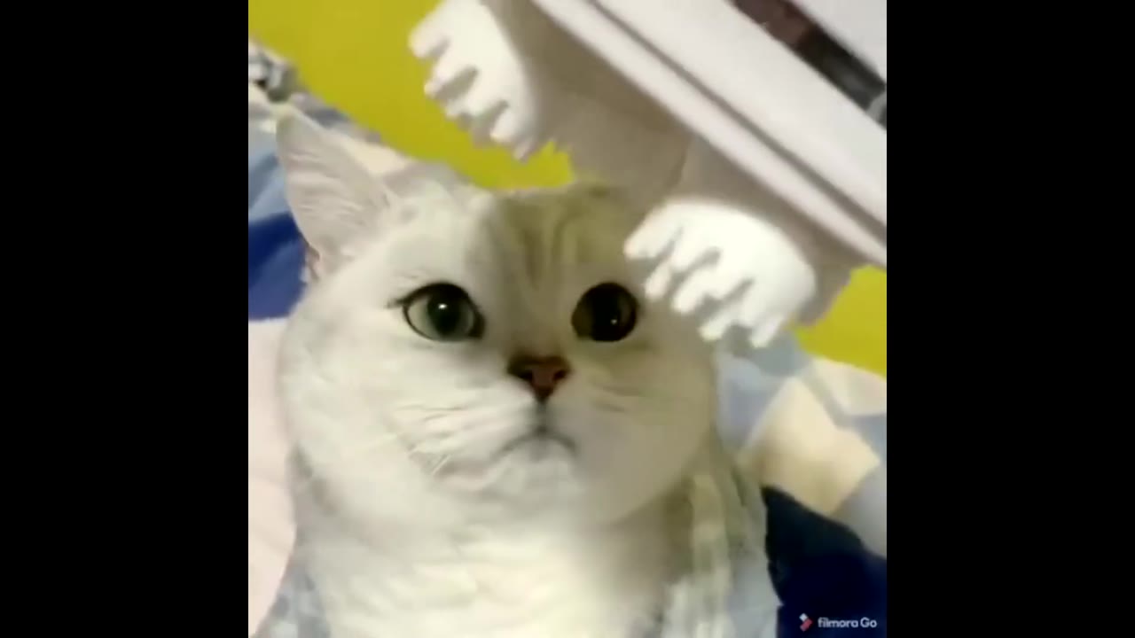 Half-Life Cat 3