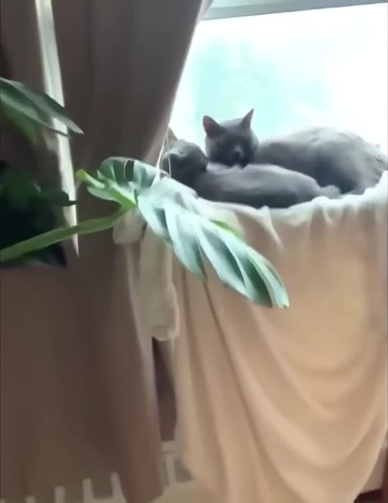 Hand Petting Cozy Black Cat