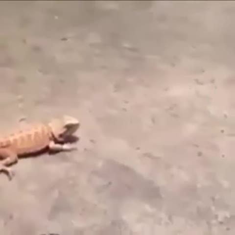 Hell No Lizard