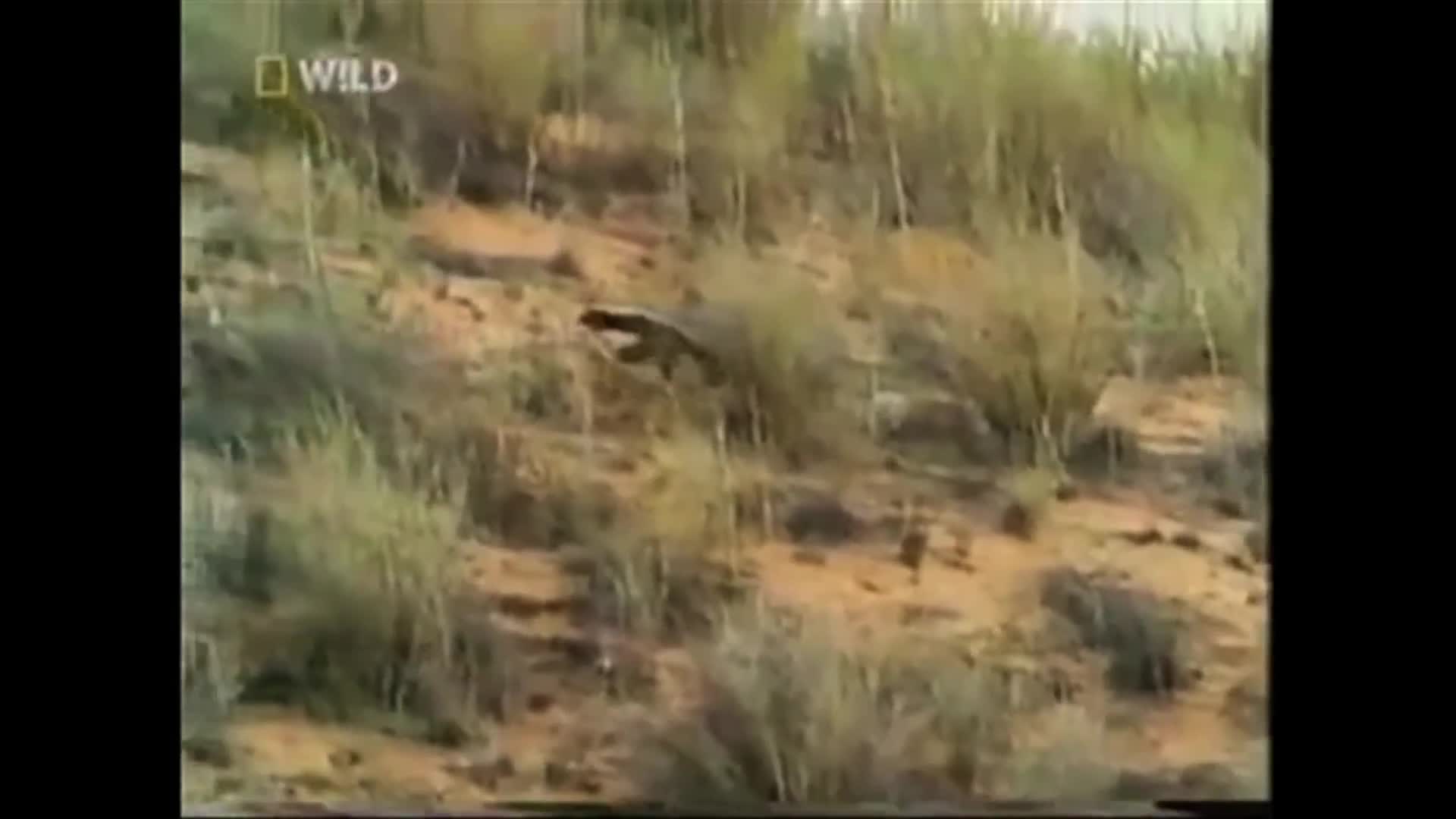 Honey Badger don't care