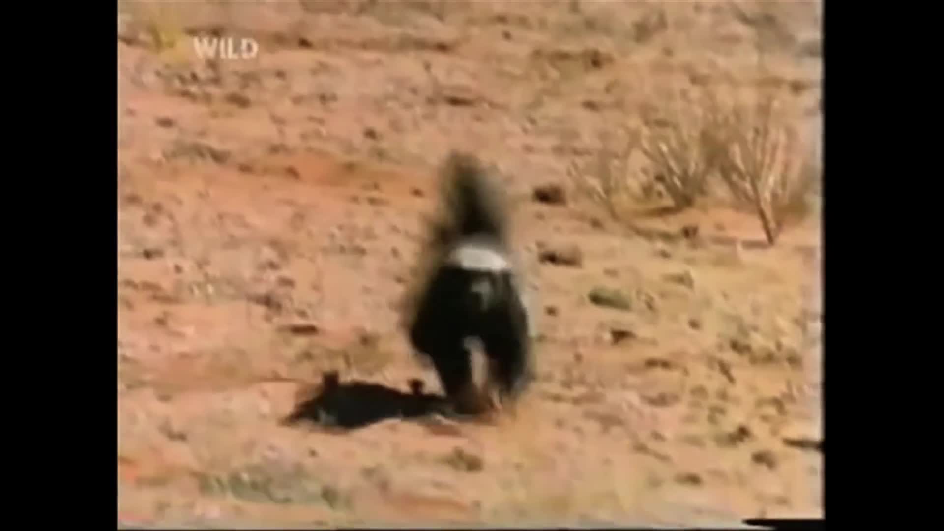 Honey Badger passes out
