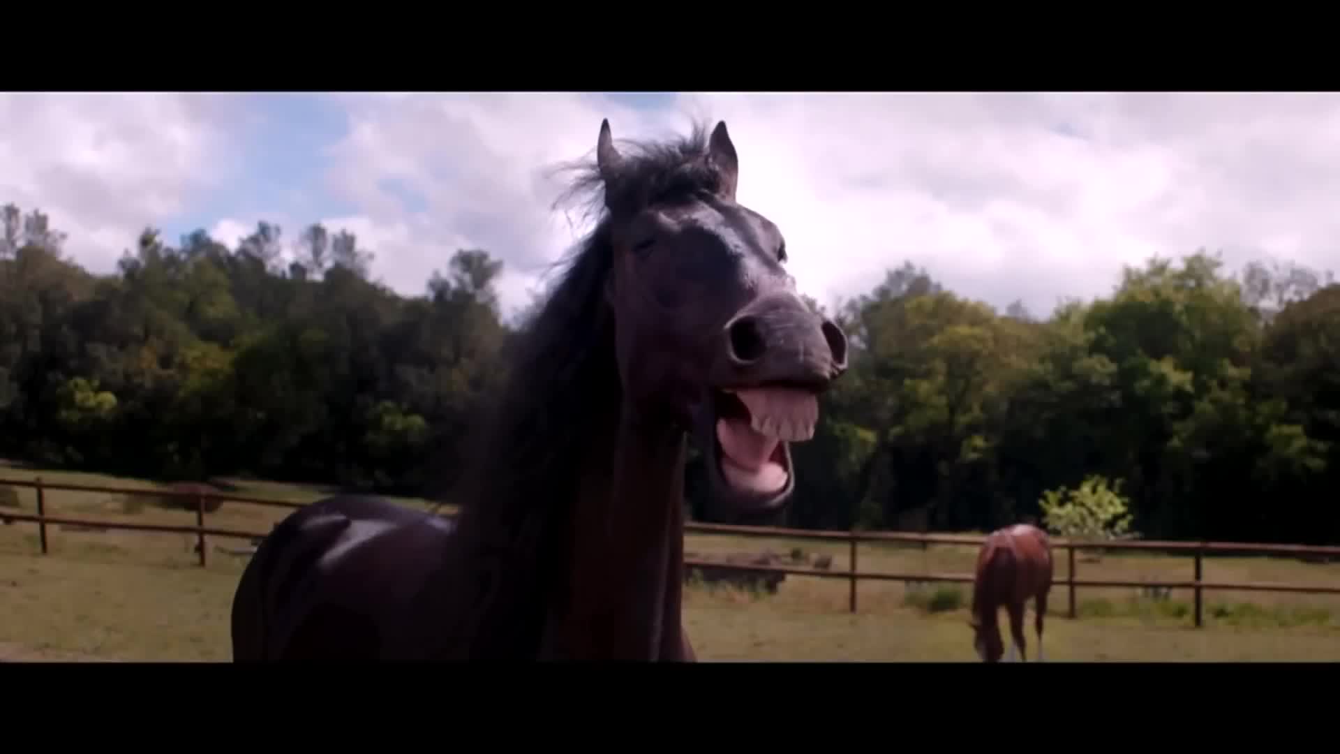 Horse Laughing