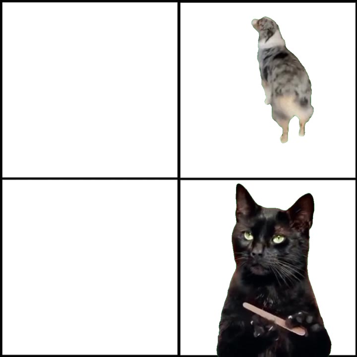 Hyper Dog Bored Cat