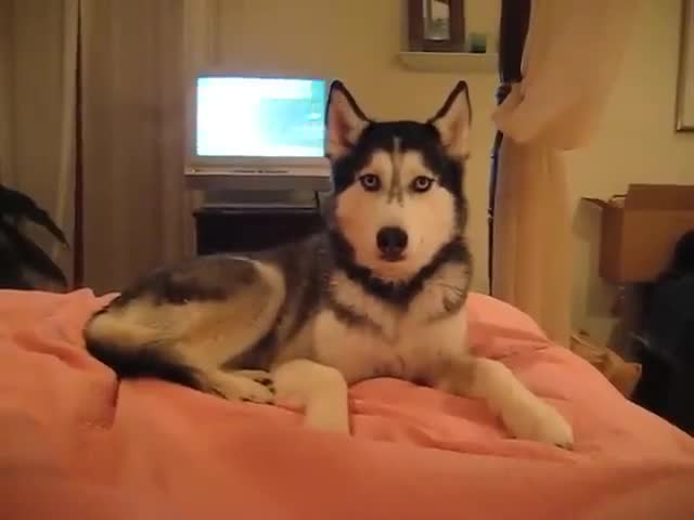 I Love You Husky