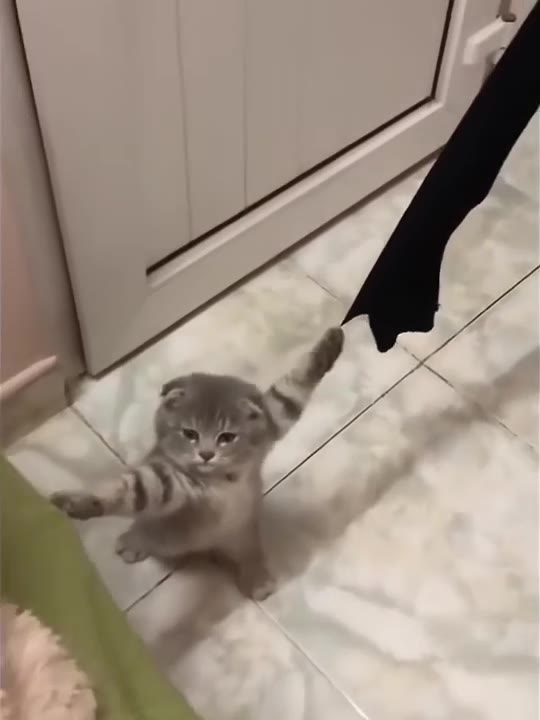 Kitten Yawns Dramatically
